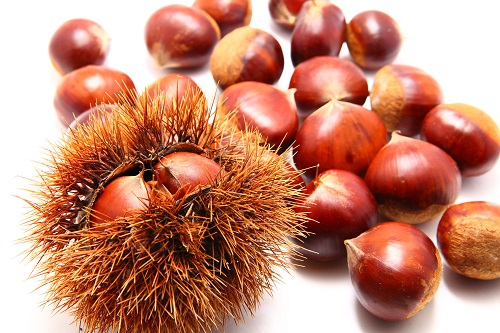 Japanese chestnut close up shoot. Autumn image